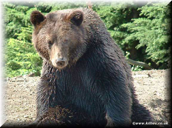 IMAGE: http://www.sidtech.co.uk/iu/killie7039691943.jpg