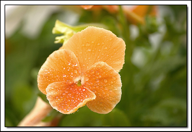 IMAGE: http://www.sidtech.co.uk/iu/killie8222478698.jpg